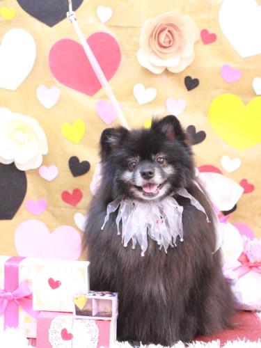 20230225ふわりちゃん